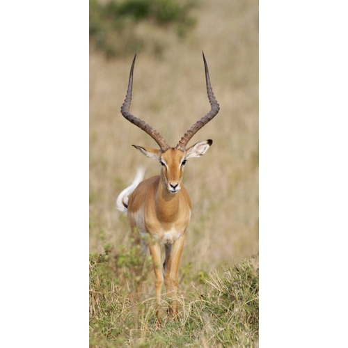 Kenya, Masai Mara Impala wagging tail
